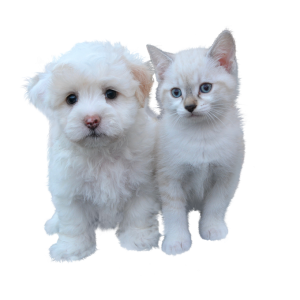 dog-and-cat-free-3484559_960_720